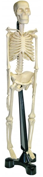 Kostra člověka - model lidské kostry pro děti