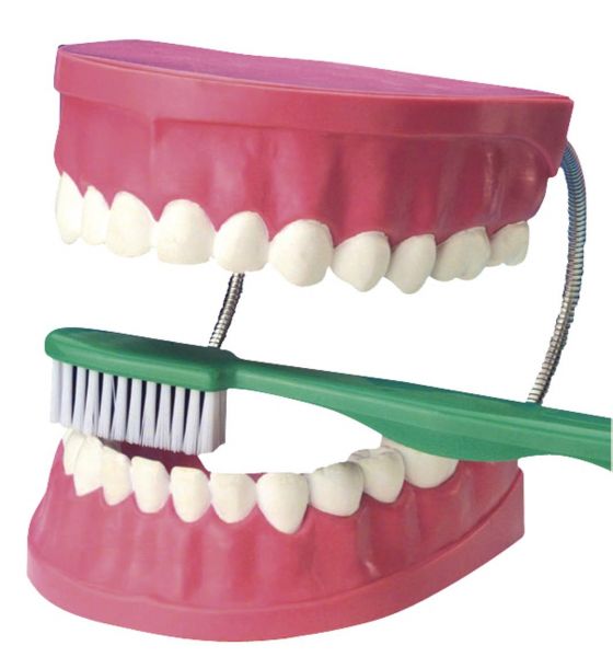 Model zubů XL - pomůcka pro nácvik čištění zubů u dětí